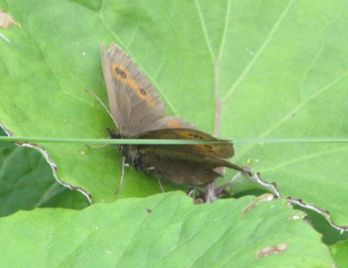 Erebia aethiops